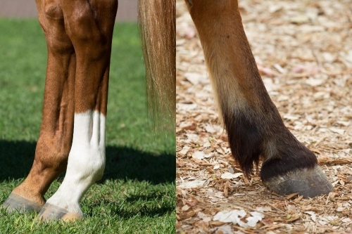 Trockenes Pferdebein vs. angelaufenes Bein